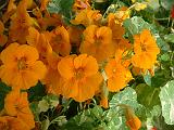 Nasturtium Alaska 